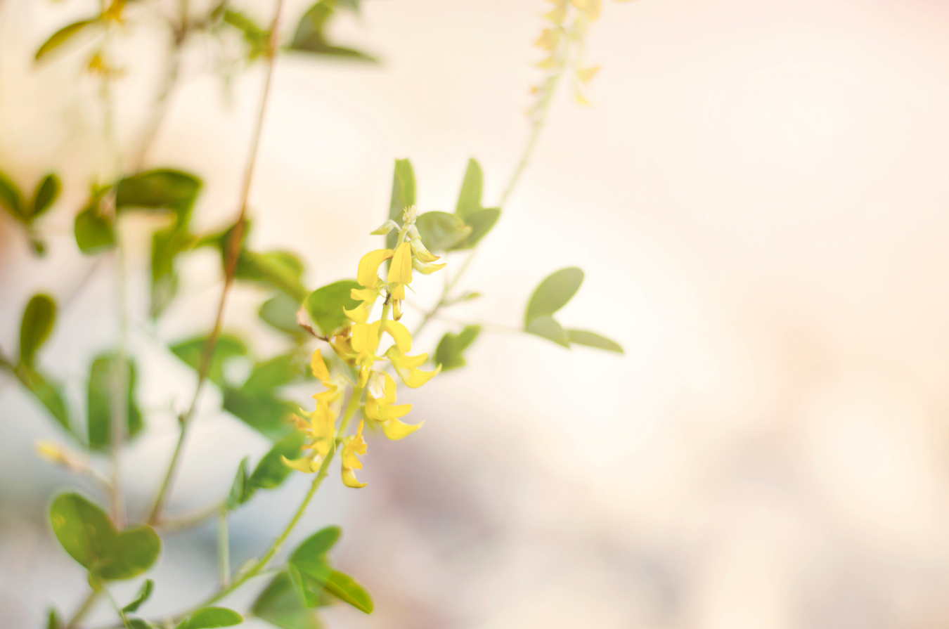 Beautiful abstract natural wild flowers with beauty bokeh background. Selective and soft focus blurry for relaxing mood inspirational concept.